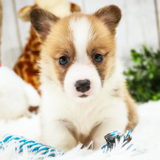 Mingo - Pembroke Welsh Corgi