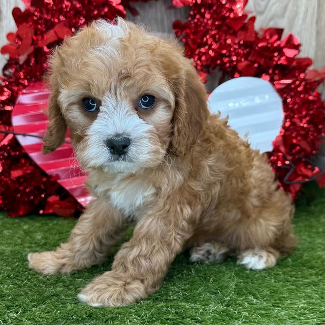 Judah - Cavapoo