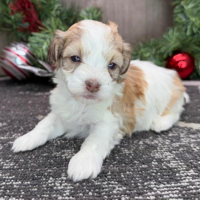 Pineapple - Havanese