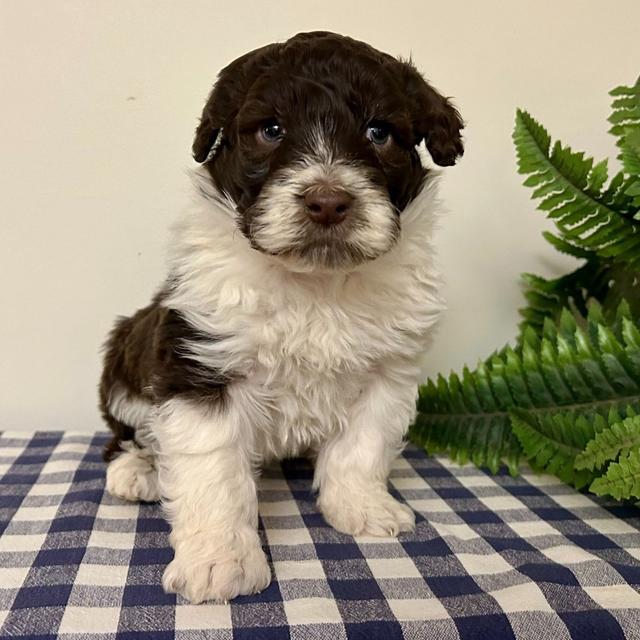 Oscar - Portuguese Water Dog