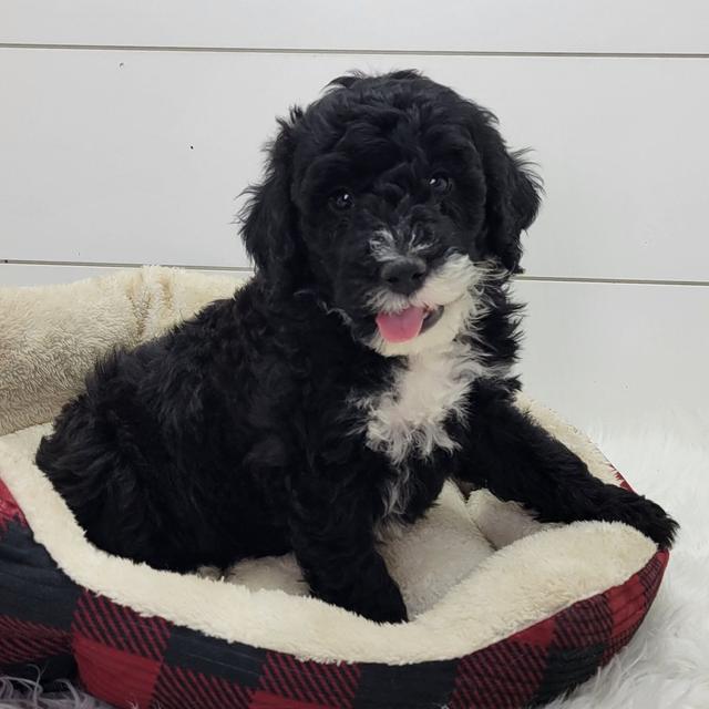 Blizzard - Portuguese Water Dog