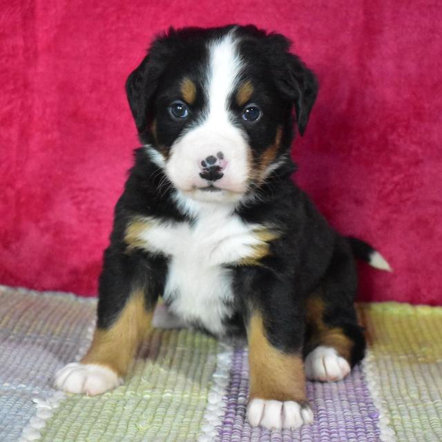 Pepsi - Bernese Mountain Dog