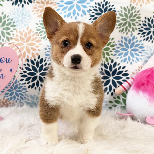 Avery - Pembroke Welsh Corgi