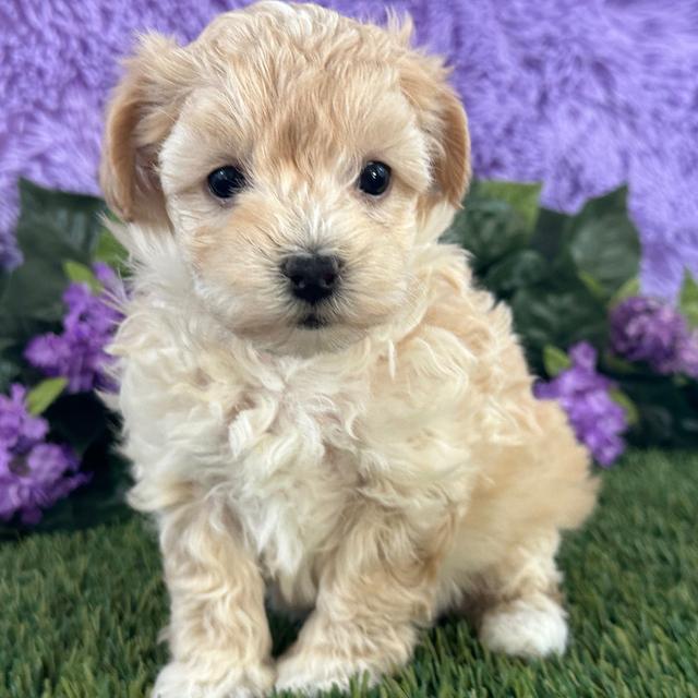 Lilly - Maltipoo