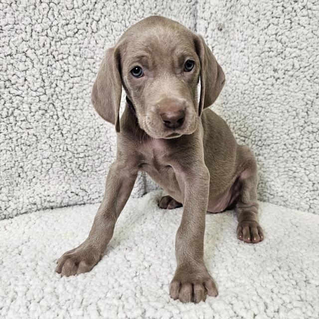 Lucy - Weimaraner