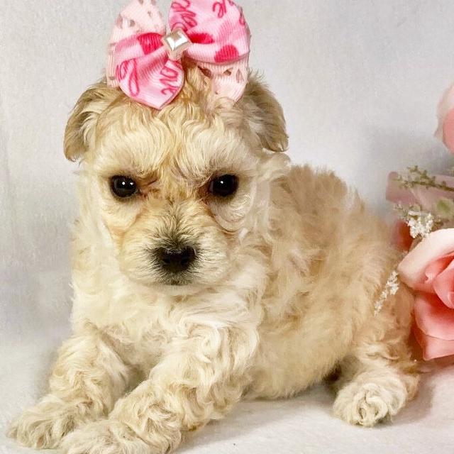 Lexi - Maltipoo