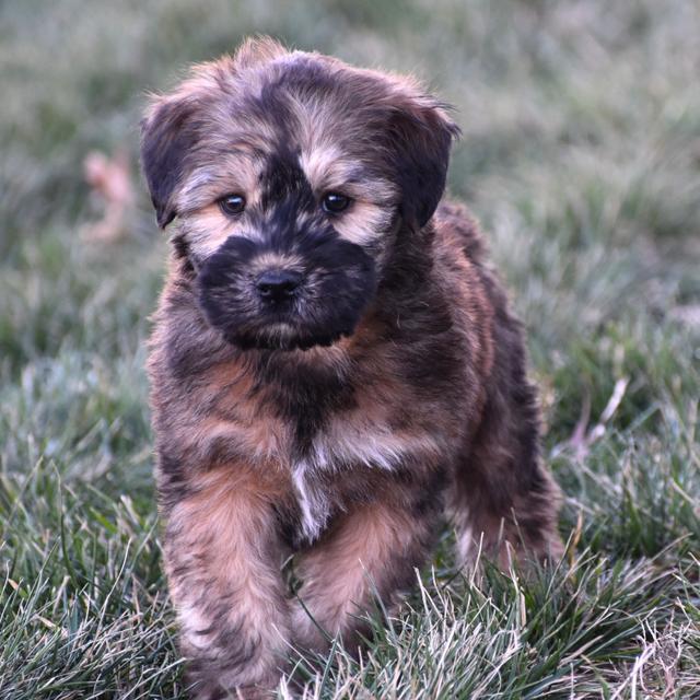 Ellis - Soft Coated Wheaten Terrier