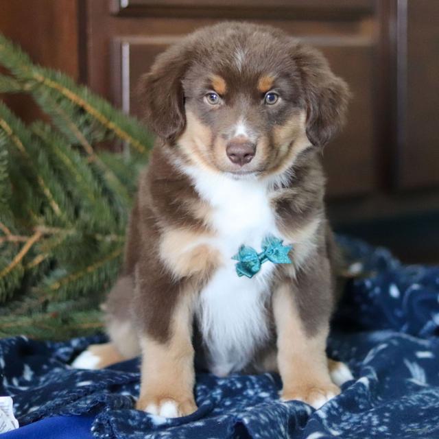 Rowan - Miniature American Shepherd