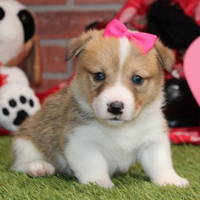 Romy - American Corgi