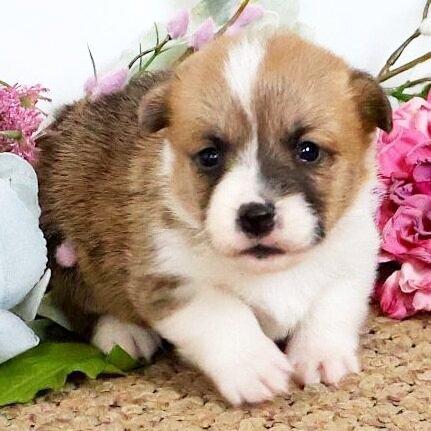 Dixie - Pembroke Welsh Corgi