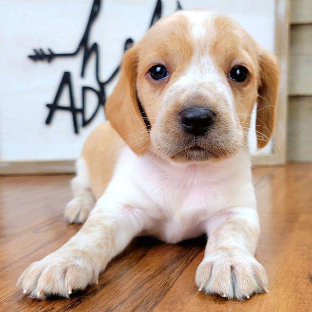 Katie - Beagle