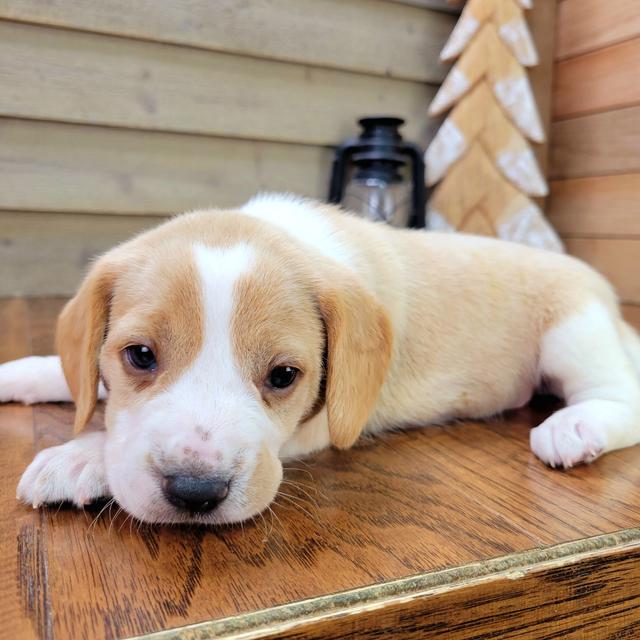 Kami - Beagle