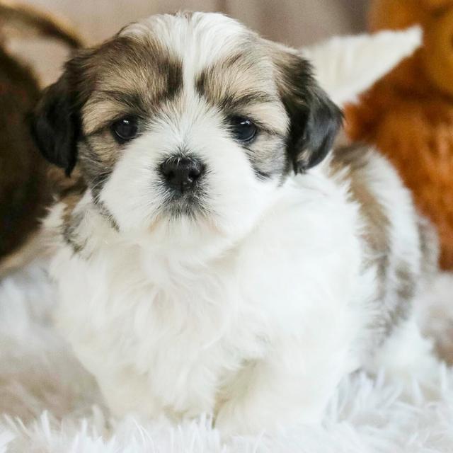 Timmy - Shih Tzu