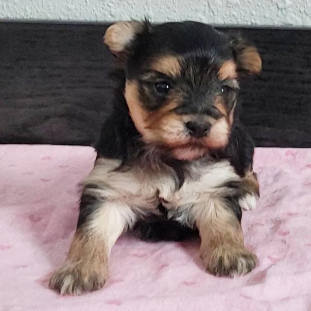 Milo - Morkie