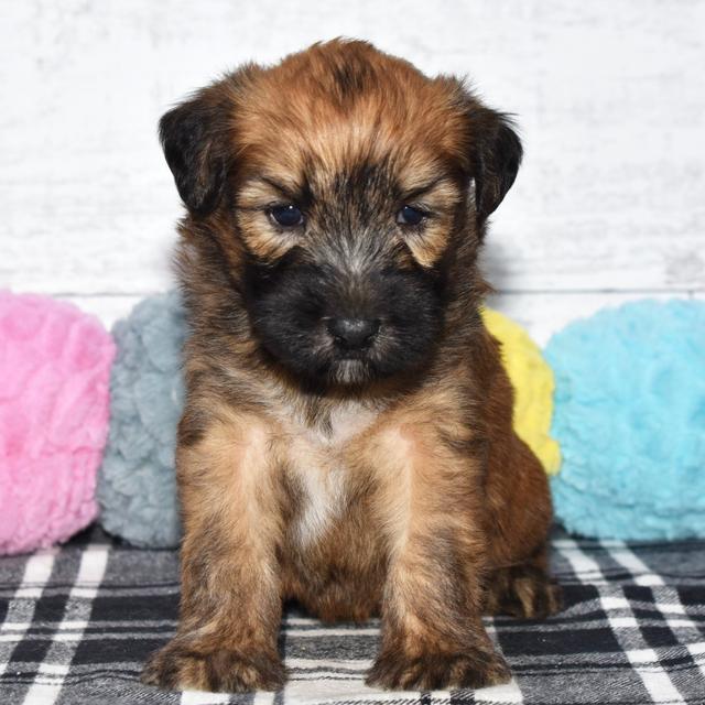 Barbie - Soft Coated Wheaten Terrier