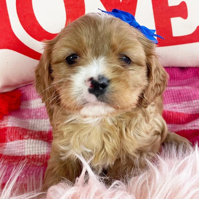 Daisy - Cavapoo