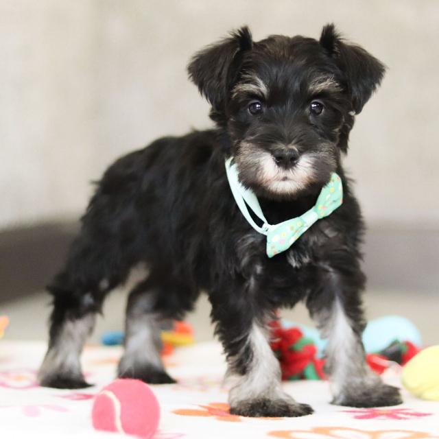 Frank - Miniature Schnauzer