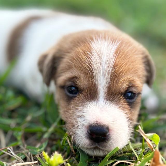 Hoss - Jack Russell Terrier