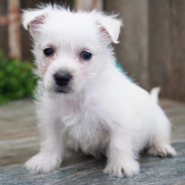 Hunter - West Highland White Terrier