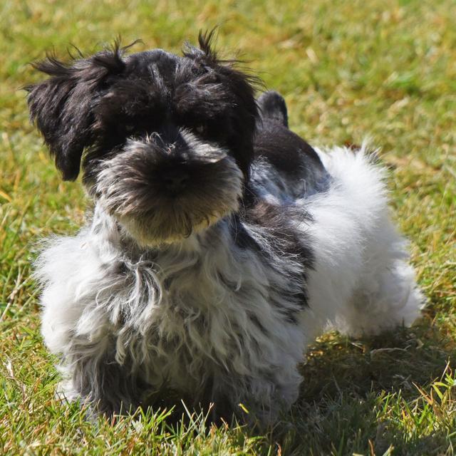 Morgan - Miniature Schnauzer