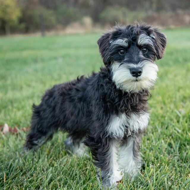 Lee - Miniature Schnauzer