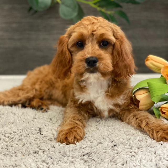 Shilohe - Cavapoo