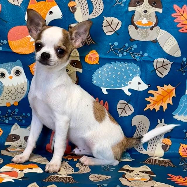 Peter - Chihuahua