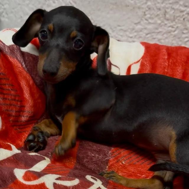 Gilly - Dachshund