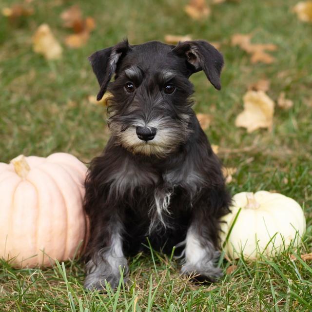 Stacy - Miniature Schnauzer