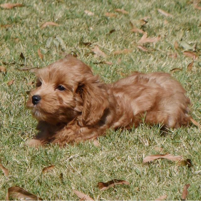 Port - Labradoodle