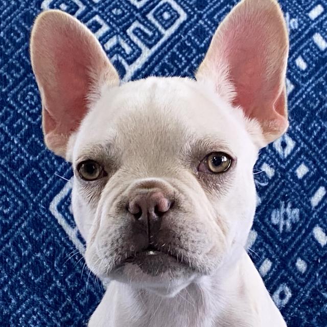 Pearl - French Bulldog