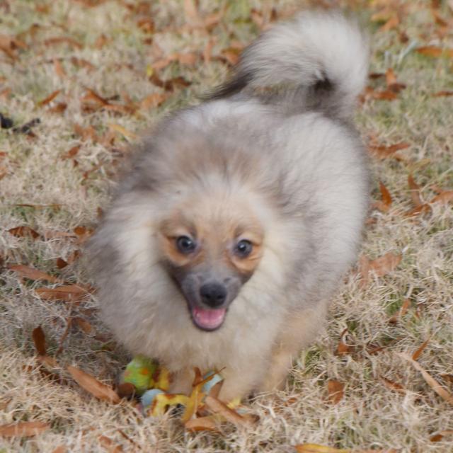 Fritz - Pomeranian