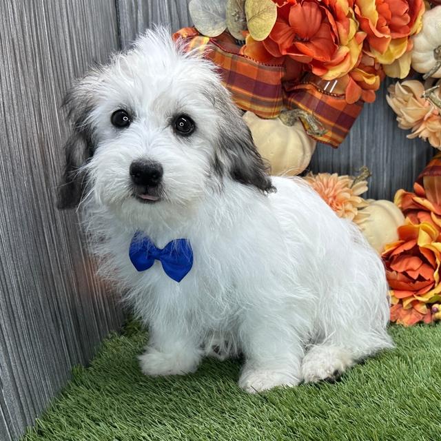 Mateo - Coton de Tulear