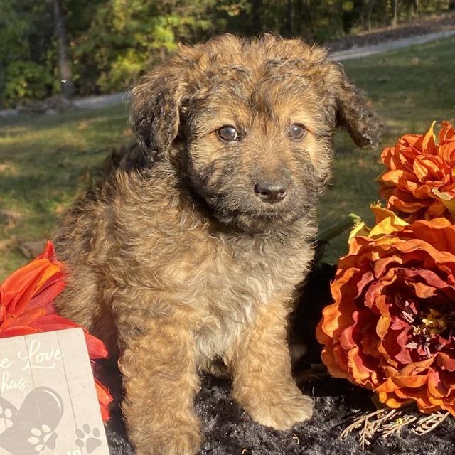 Hattie - Aussiedoodle