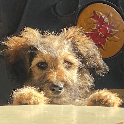 Hattie - Aussiedoodle