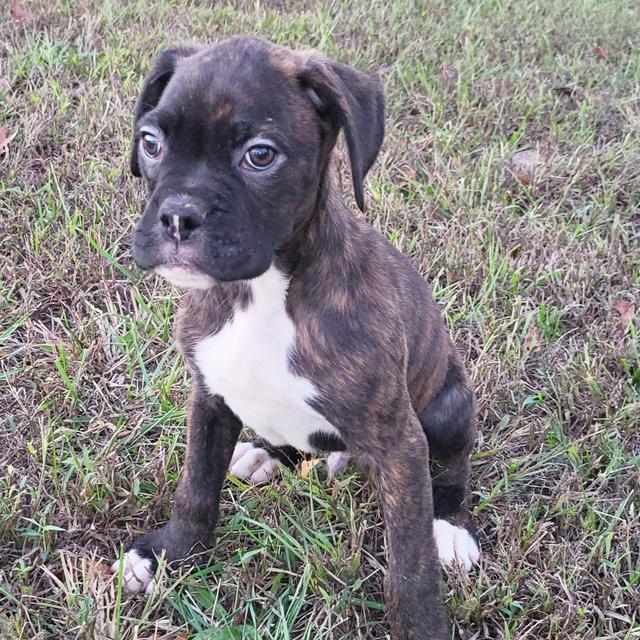 Jett - Boxer