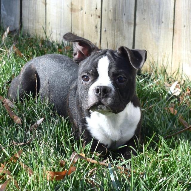 Ranger - Boston Terrier