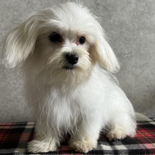 Conner - Maltese