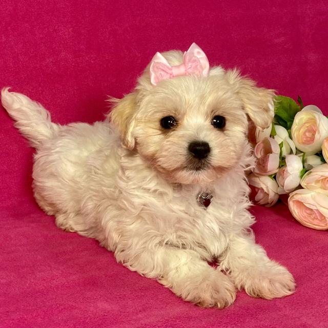 Mia - Maltipoo