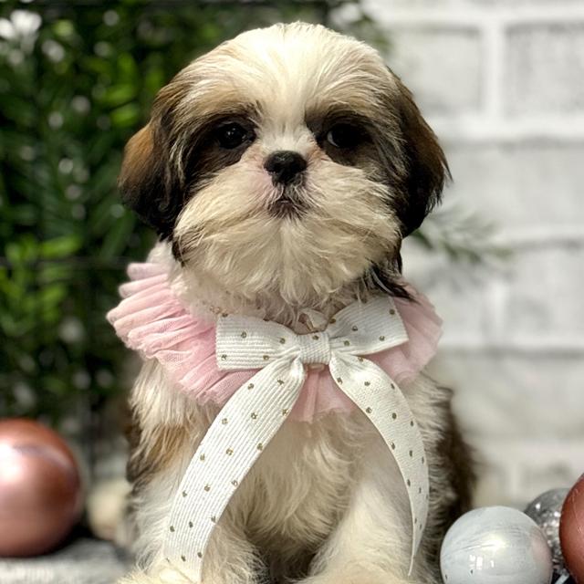 Hallie - Shih Tzu