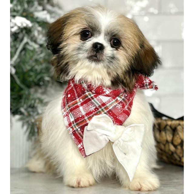 Hallie - Shih Tzu