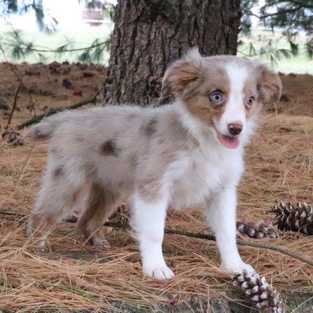 Brynn - Australian Shepherd