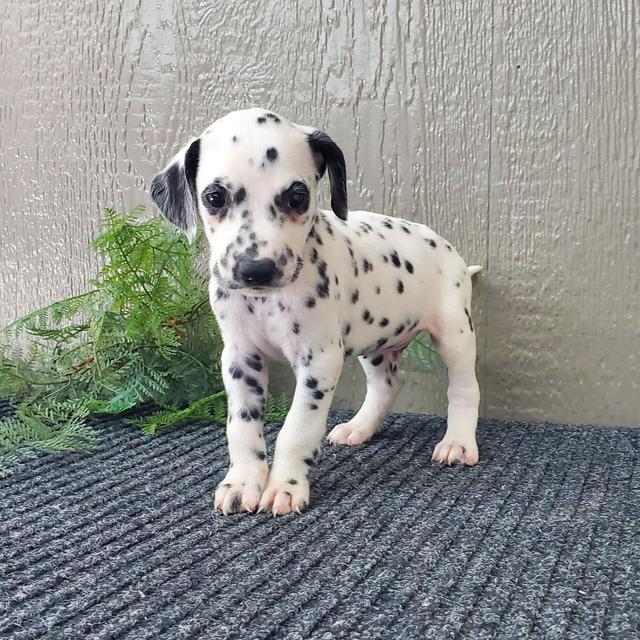 Timmy - Dalmatian