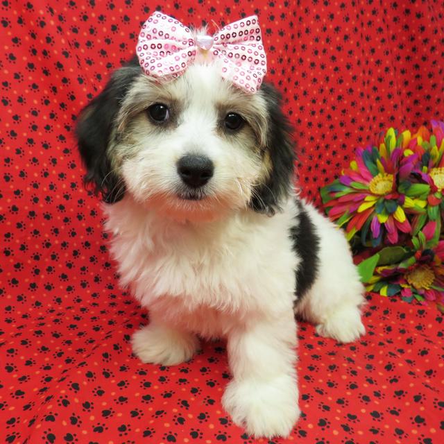 Cindy - Coton de Tulear