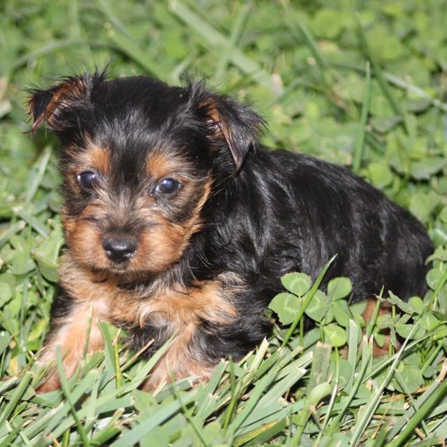 Jimmy - Yorkshire Terrier