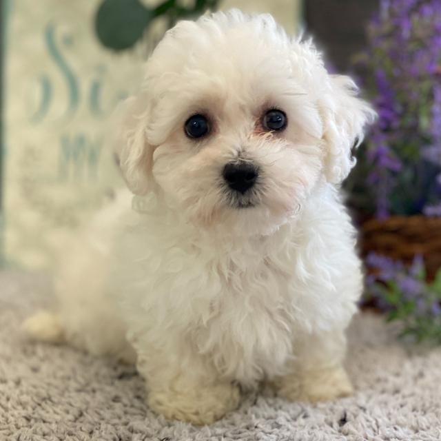 Neiman - Bichon Frise