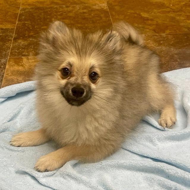 Timmy - Pomeranian