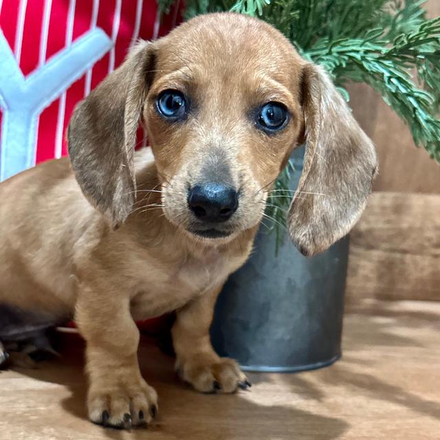 Ben - Dachshund