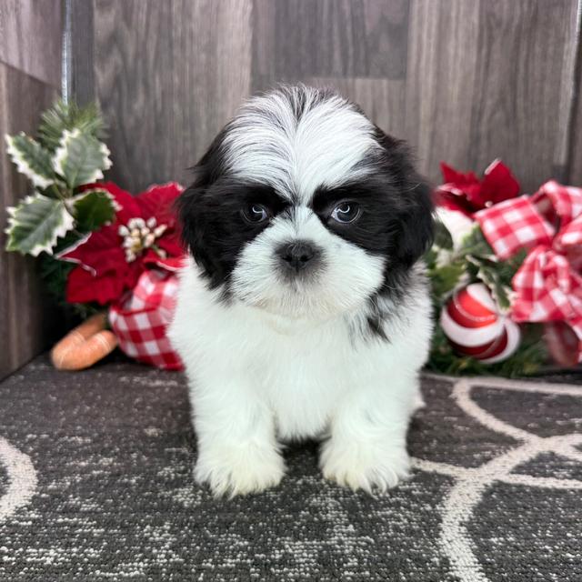 Neil - Shih Tzu