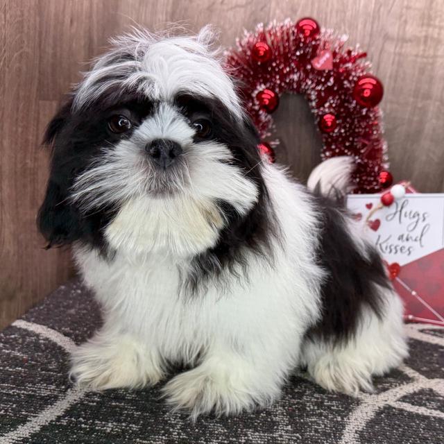 Neil - Shih Tzu